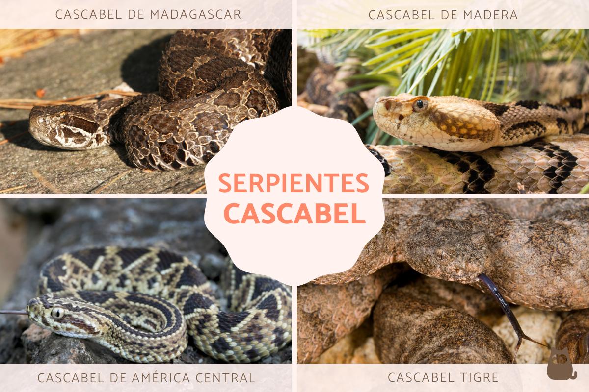 Tipos venenos y características de las serpientes de cascabel
