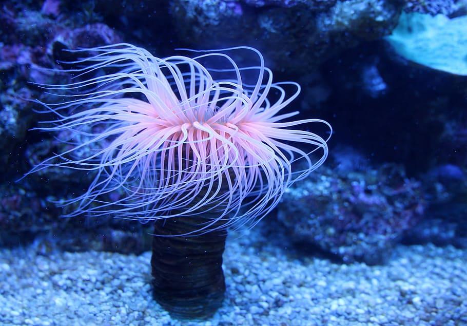 Tipos y características de las anémonas de mar