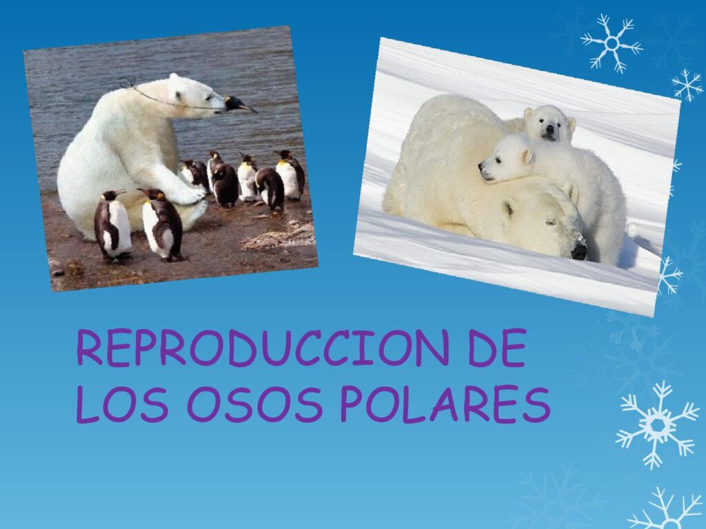 Todo sobre la reproducción y nacimiento de los osos polares | Mascotario