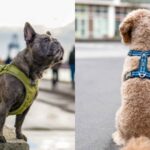 Top 10 de arneses para perros imprescindibles