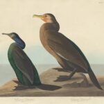 Variaciones de cormoranes: especies y fotografías deslumbrantes