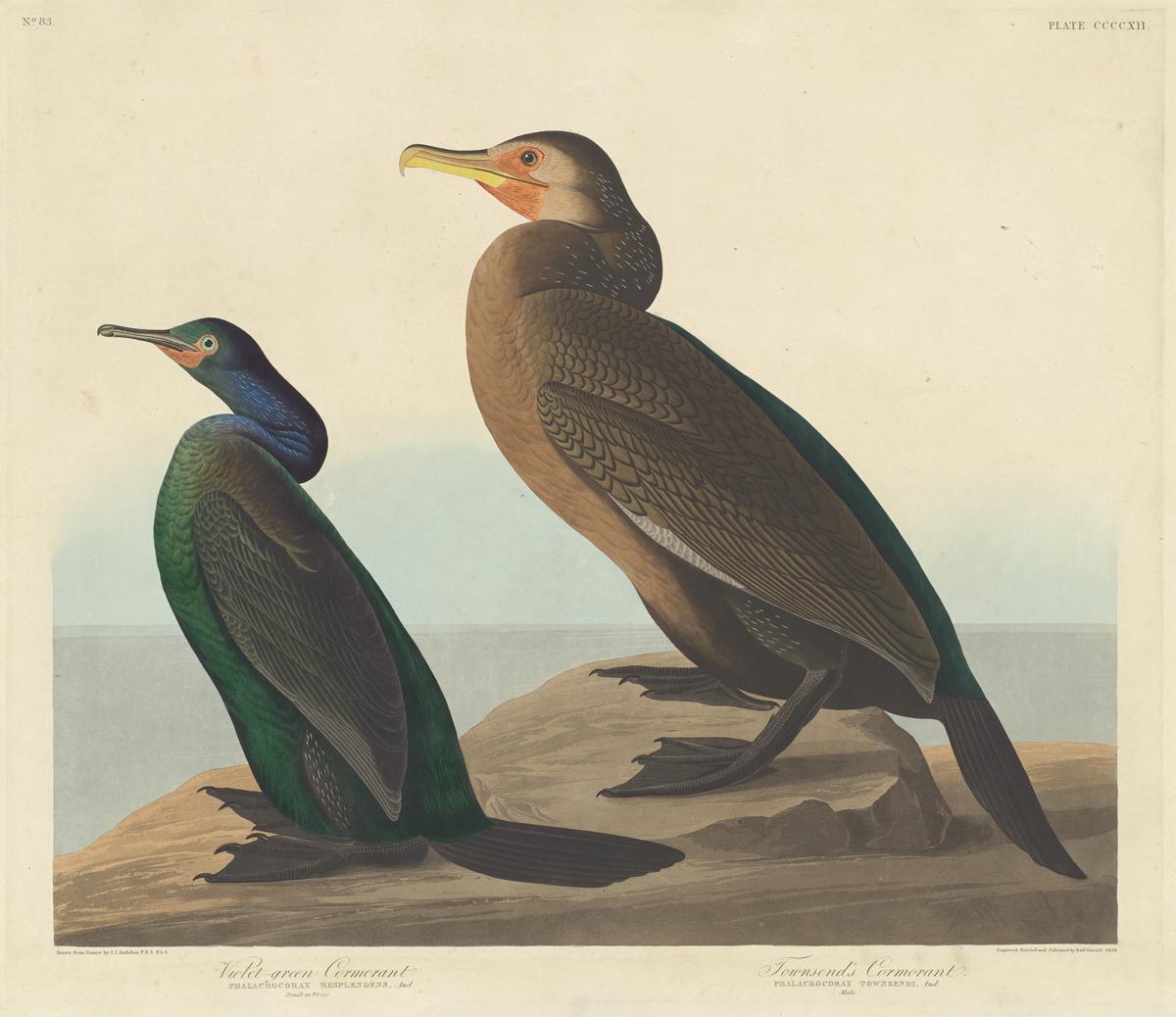 Variaciones de cormoranes: especies y fotografías deslumbrantes