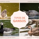 Variedades de gansos y sus características principales