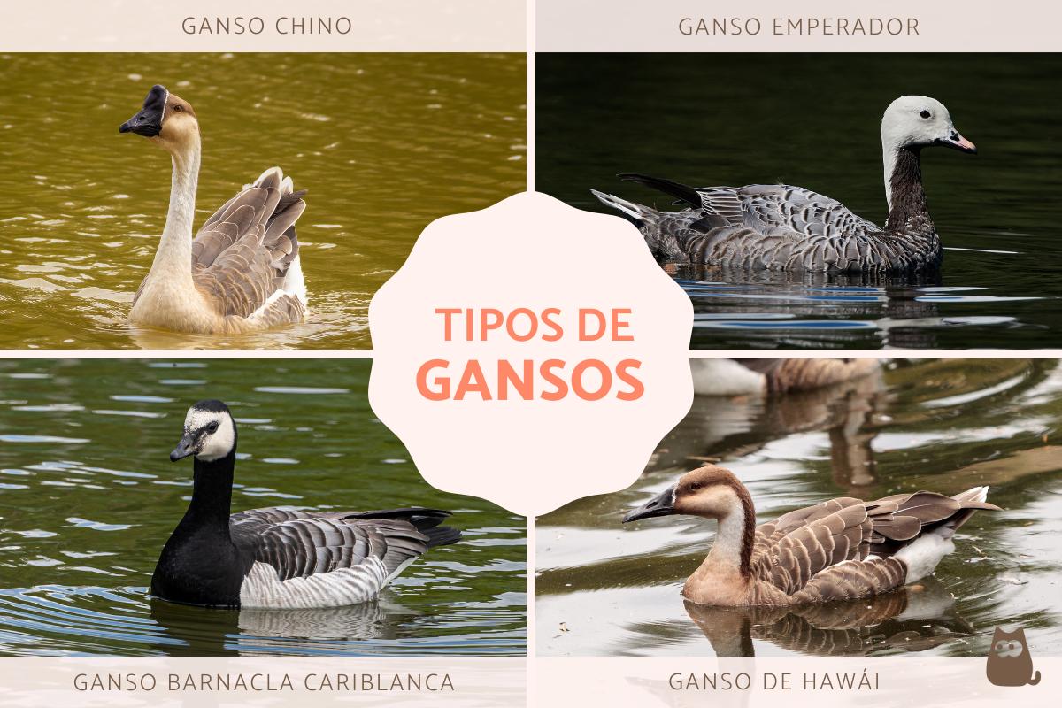 Variedades de gansos y sus características principales