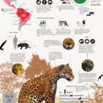 Variedades de jaguar en el mundo animal