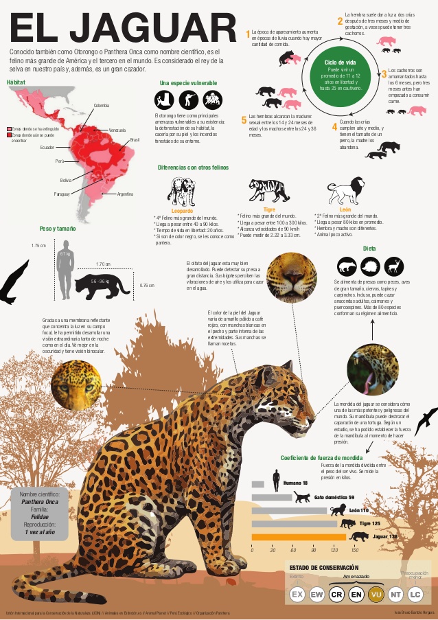 Variedades de jaguar en el mundo animal