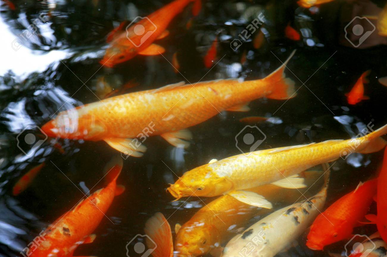 Variedades y Fotografías de Peces Chinos Exóticos