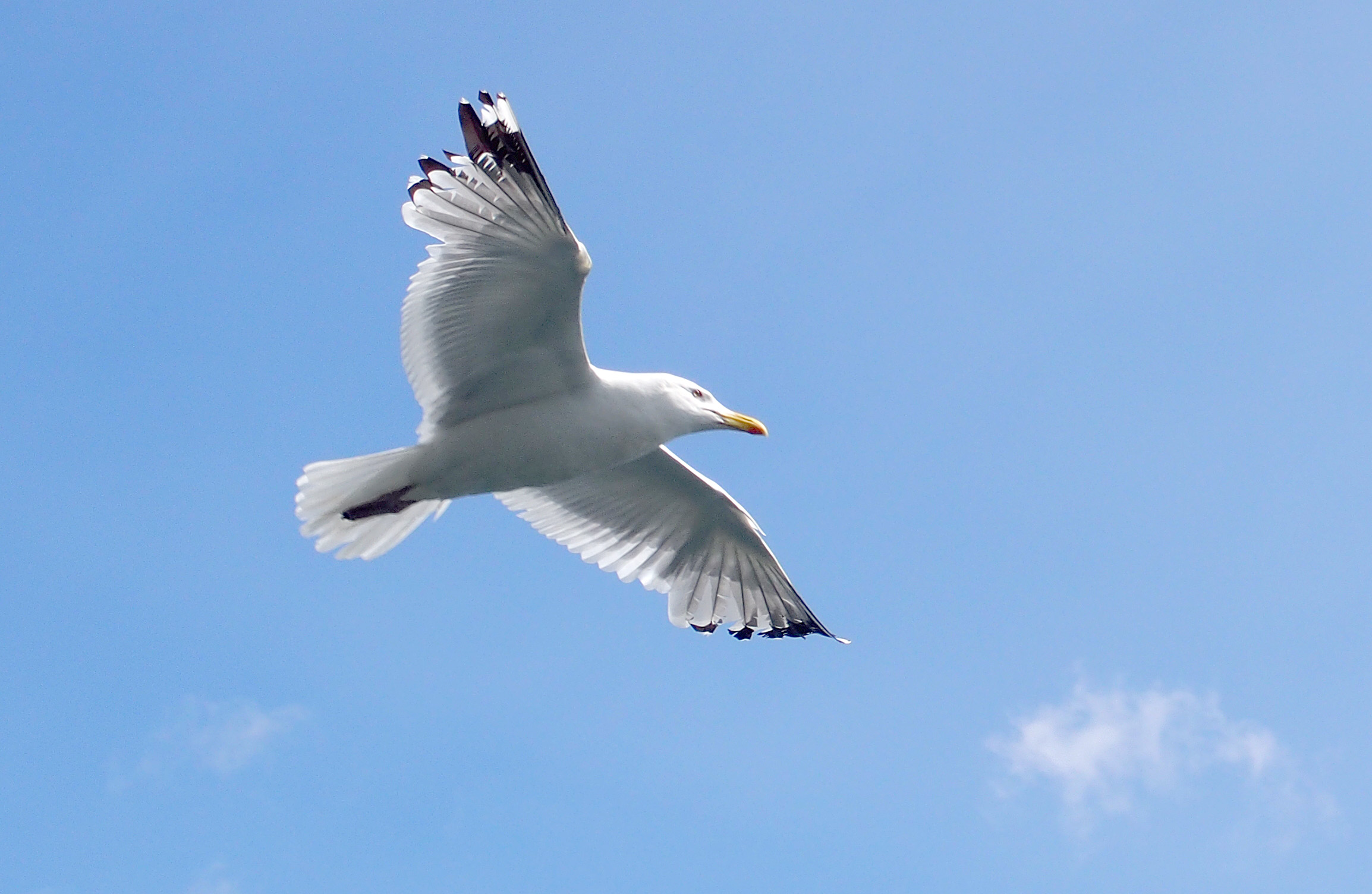 Vida útil de una gaviota: ¿Cuántos años alcanza?