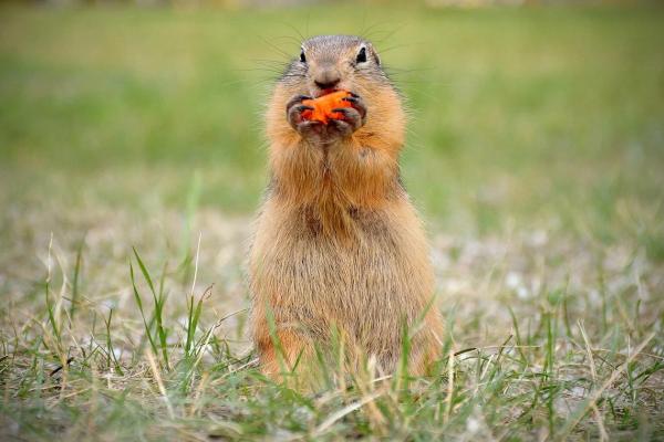 Alimentación de las marmotas: ¿qué incluye su dieta?