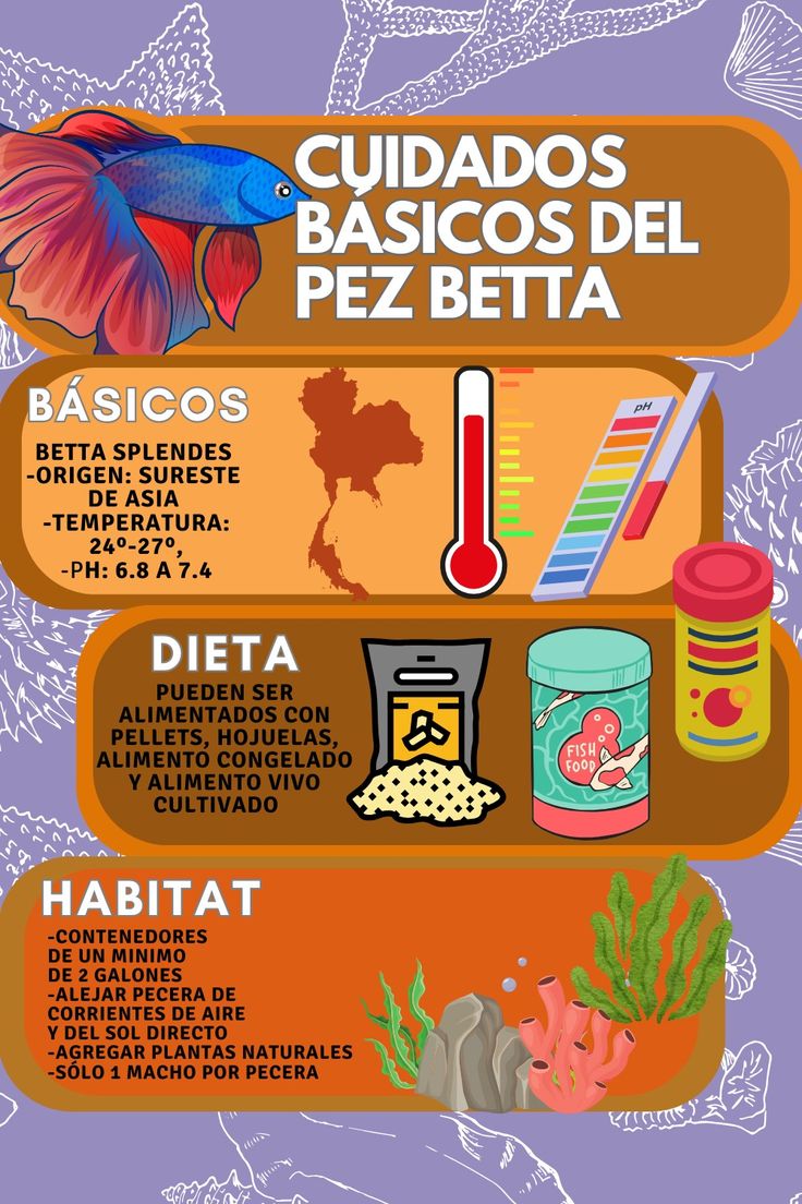 Alimentación ideal para el pez betta