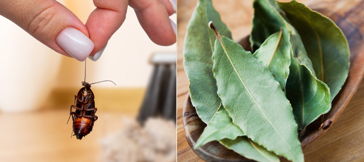 Aromas que repelen a las cucarachas