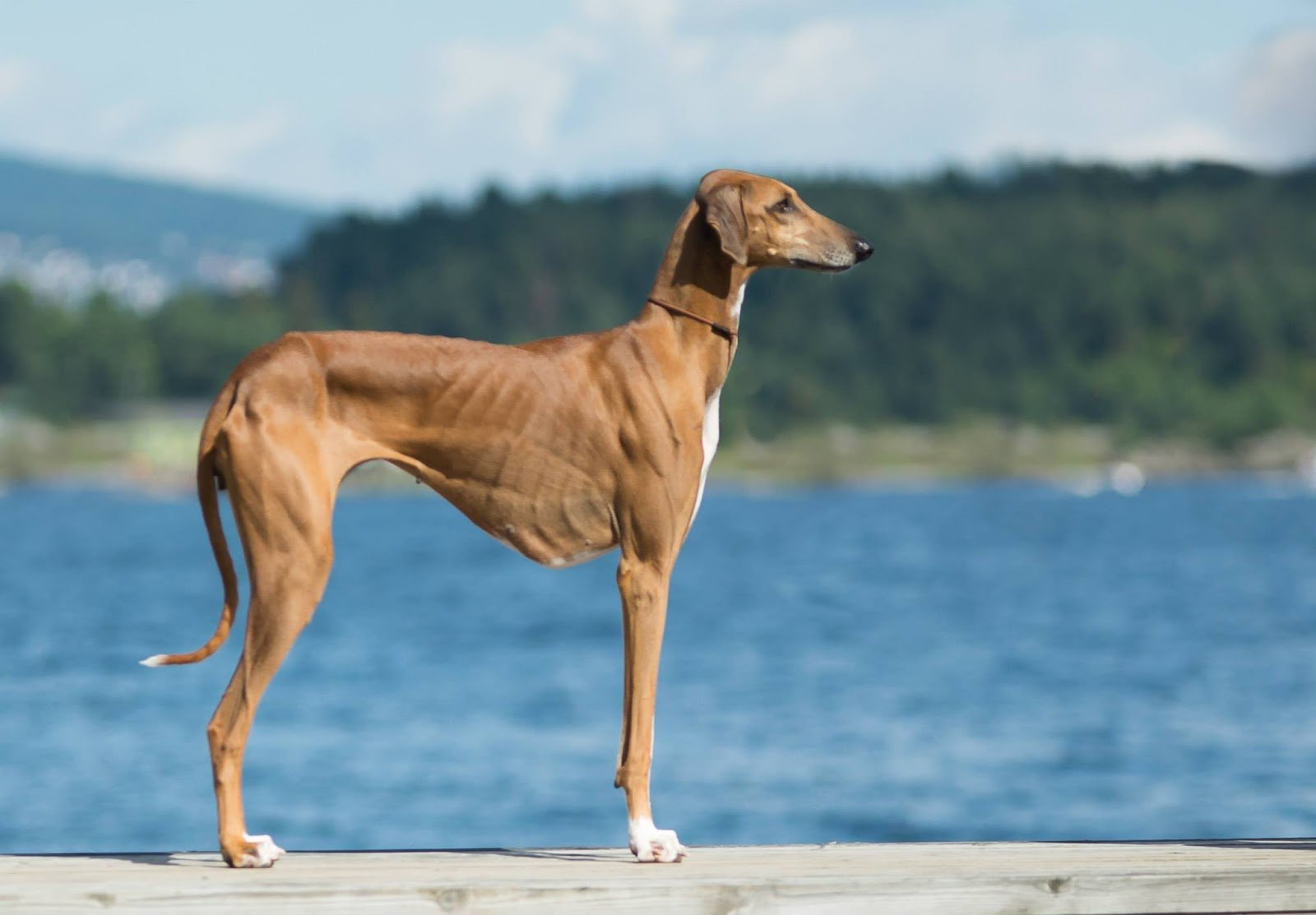 Azawakh, la elegante raza canina de África