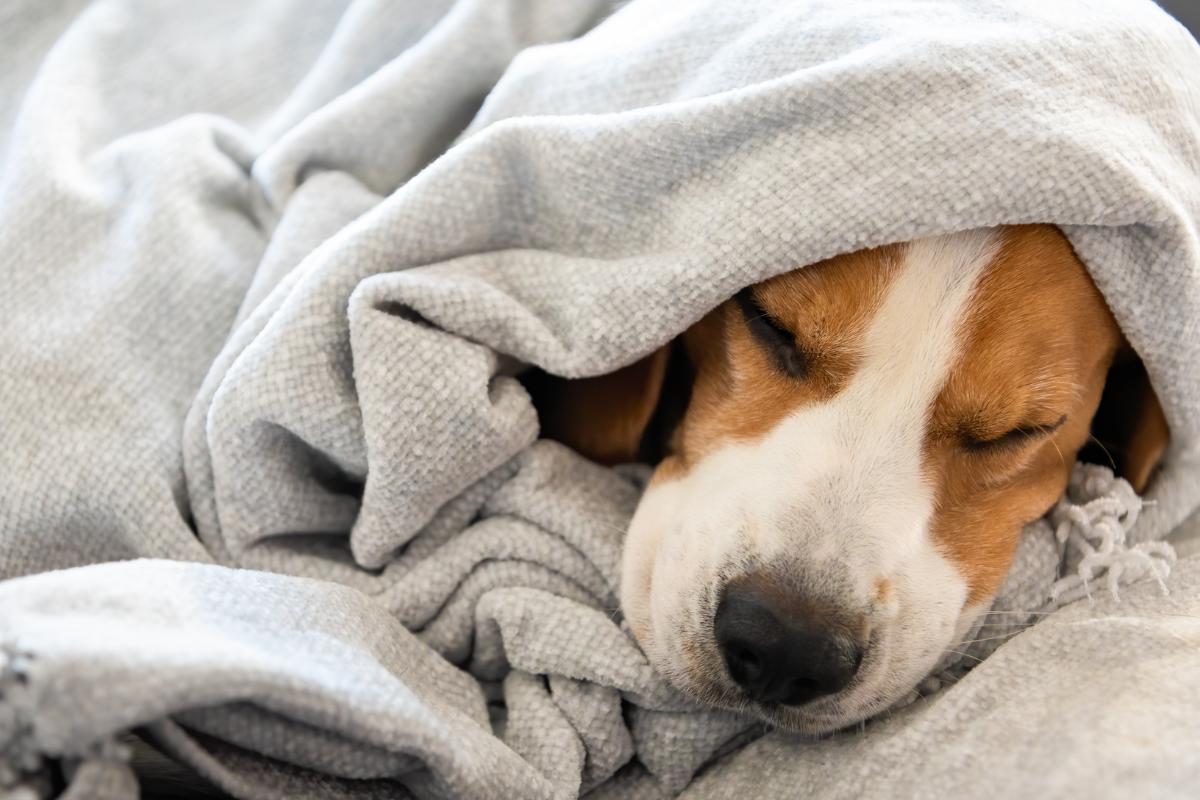 Beneficios de abrigar a los perros mientras duermen