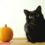 Beneficios de alimentar a los gatos con calabaza: ¿Es seguro para ellos?