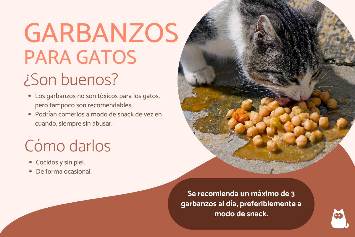Beneficios de los garbanzos en la dieta felina