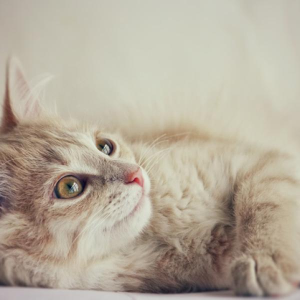 Beneficios del Aloe Vera en gatos con leucemia: alivio y fortalecimiento
