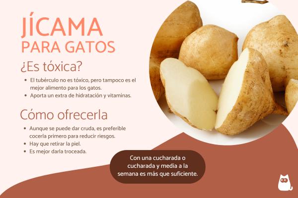 Beneficios y riesgos de la jícama en la dieta felina