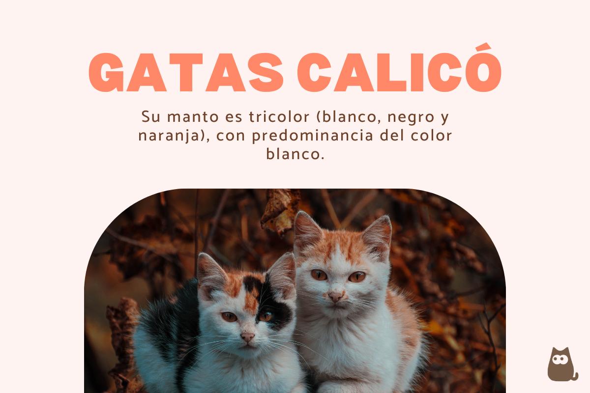 Calico: Significado Características y Curiosidades de estos Gatos