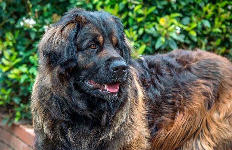 Características y curiosidades de la raza de perro Leonberger
