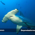 Características y ejemplos de depredadores marinos