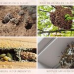 Características y tipos de nidos de abejas