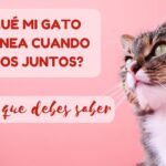 Causas por las cuales mi gato ronronea mientras está encima de mí