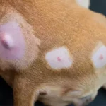 Causas y tratamientos para bultos duros en perros