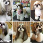 Cinco estilos de cortes de pelo ideales para un Shih Tzu