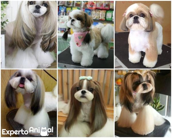 Cinco estilos de cortes de pelo ideales para un Shih Tzu