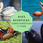 Clasificación de aves acuáticas