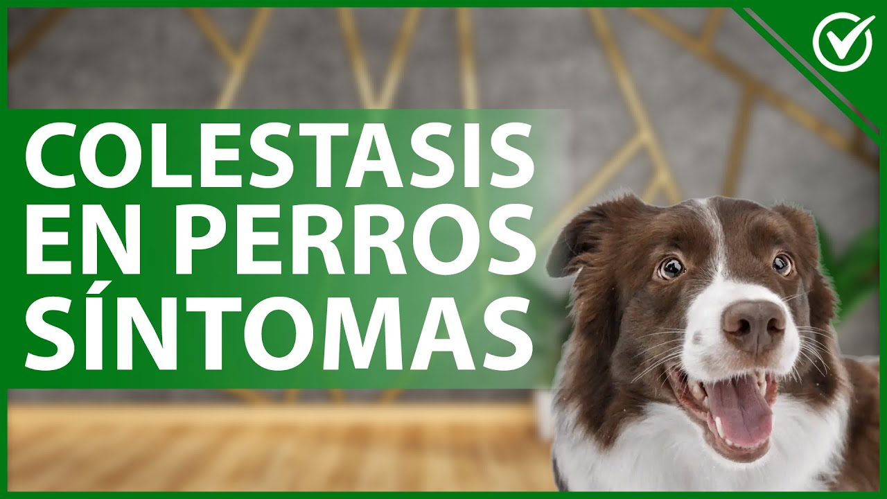 Colestasis en perros síntomas, causas y tratamiento Mascotario