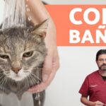 ¿Cómo bañar a un gato sin vacunar? Guía práctica
