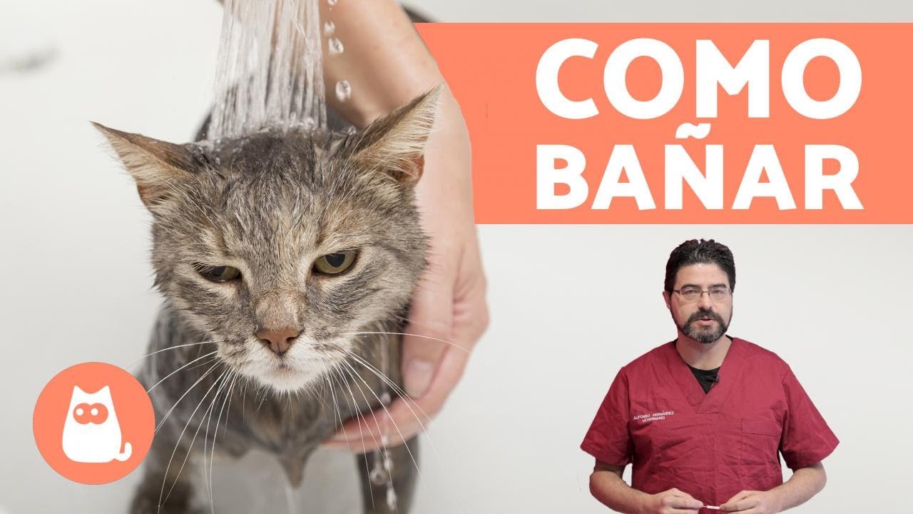 ¿Cómo bañar a un gato sin vacunar? Guía práctica