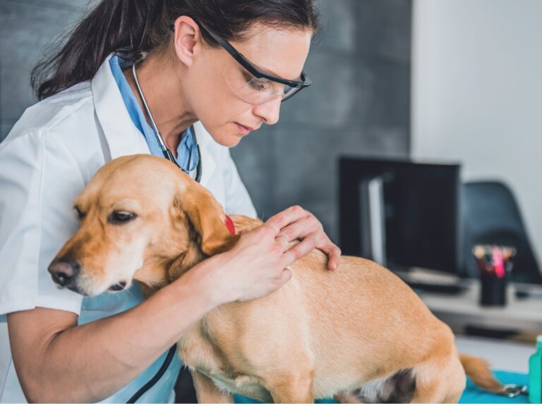 Cómo cuidar a un perro sin bazo: consejos esenciales
