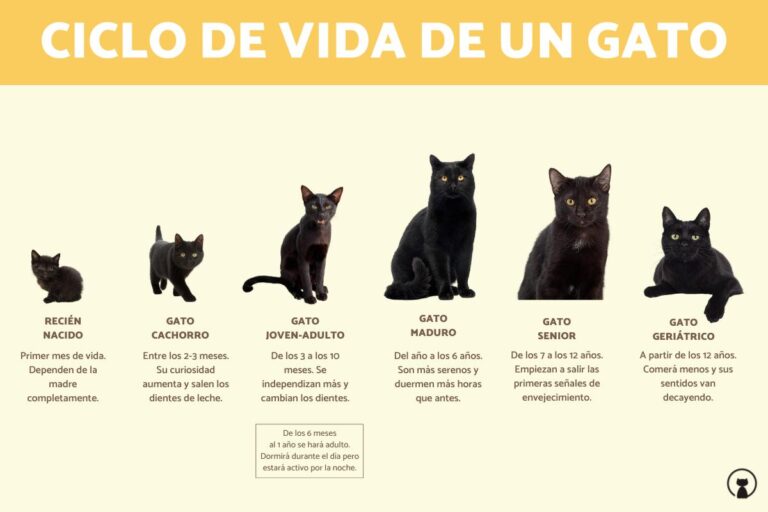 Cómo entender el ciclo de vida de un gato | Mascotario