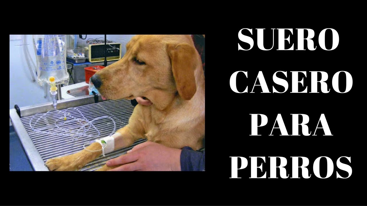 Cómo hacer un suero casero para hidratar a tu perro Mascotario