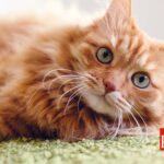 Cómo manejar la excitación de mi gato y sus causas