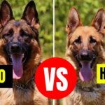 Comparación entre pastor alemán macho y hembra: ¿Qué diferencias existen?