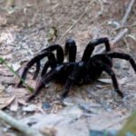 Comparativa entre araña común y tarántula