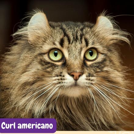 Conoce al fascinante gato curl americano, una raza única en su tipo