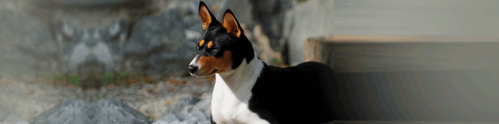 Conoce el fascinante perro Basenji, la raza sin ladrido