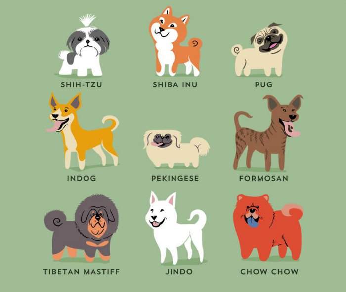 Conoce la fascinante raza de perro Bull Arab