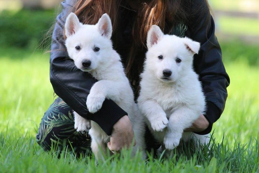 Conoce la nobleza del perro pastor blanco suizo, perfecto compañero para toda la familia