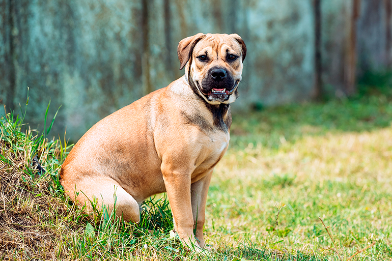 Conoce la Raza de Perro Ca de Bou o Dogo Mallorquín: Características y Cuidados