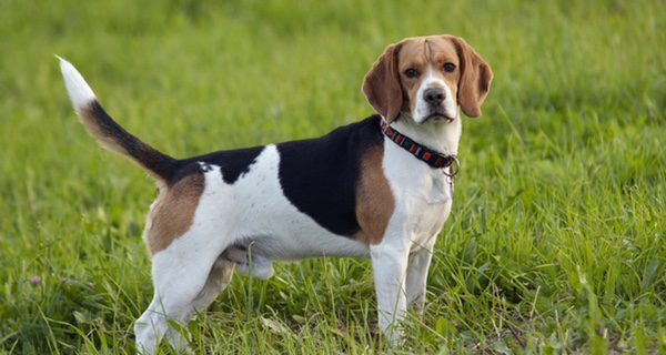 Conoce la raza de perro Foxhound Inglés y sus características