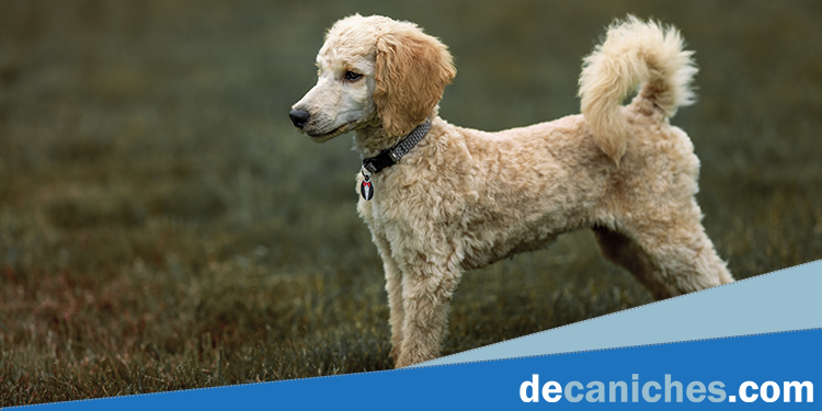 Conoce las características del caniche o poodle mediano
