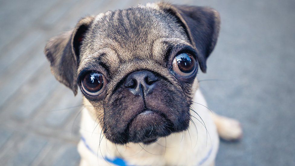 Conoce las características distintivas del perro pug o carlino