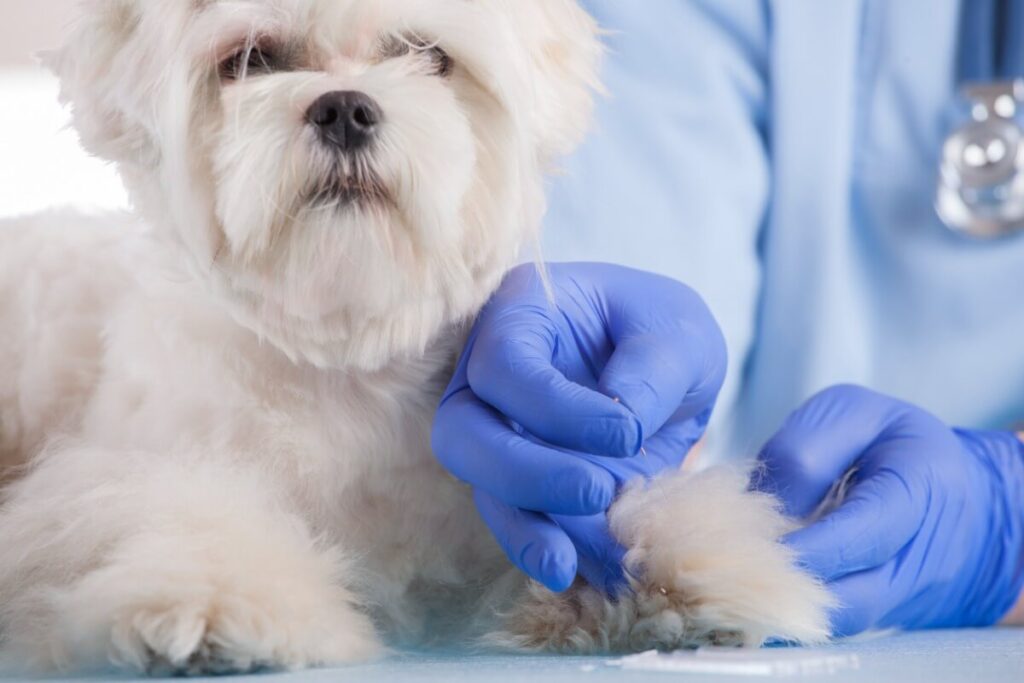 conoce-las-enfermedades-m-s-frecuentes-del-bich-n-malt-s-mascotario