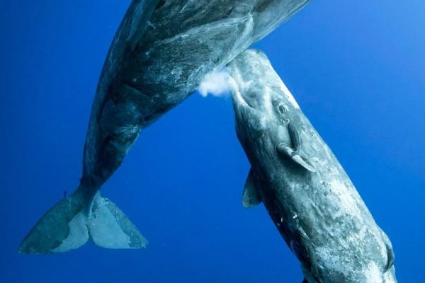 Las Ballenas Son Ovíparos O Vivíparos mascotario.com