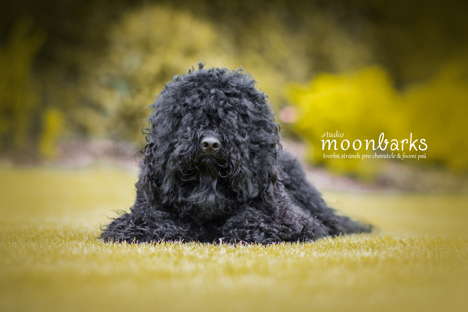 Conoce todo sobre el perro barbet o de agua francés, una raza ideal para hogares con niños y alergias